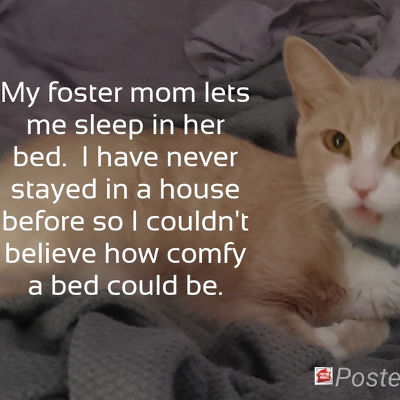 🐱 NEW LISTINGS SALE URGENT SURGICAL NEEDS🐱 - Picture 3 of 5